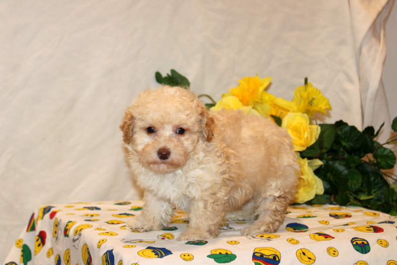 puppy, for, sale, Pomsky, Matthew B. Stoltzfus, dog, breeder, Gap, PA, dog-breeder, puppy-for-sale, forsale, nearby, find, puppyfind, locator, puppylocator, aca